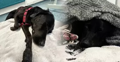 La mascota fue estabilizada.