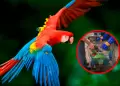 Fauna salvada en Ucayali: Logran rescatar a 11 aves silvestres que estaban encerradas en una misma jaula