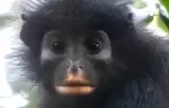 Científicos descubren nueva especie de mono con una "máscara" natural de colores en su rostro