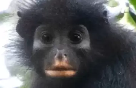 Cient�ficos descubren nueva especie de mono