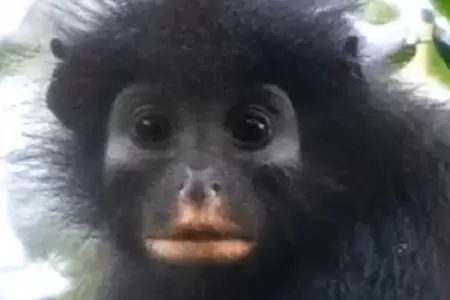 Cient�ficos descubren nueva especie de mono