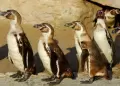 Ping�inos de Humboldt en riesgo: Advierten muerte masiva de especie ante falta de alimento