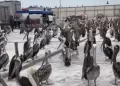 Pel�canos buscan alimentos en Terminal Pesquero de Trujillo ante cambios bruscos en el mar: advierten posible muerte de aves