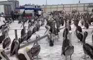 Pelícanos buscan alimentos en Terminal Pesquero de Trujillo ante cambios bruscos en el mar: advierten posible muerte de aves