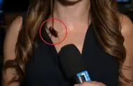 Periodista se hace viral tras insólita reacción cuando una cucaracha le camina por el pecho en vivo