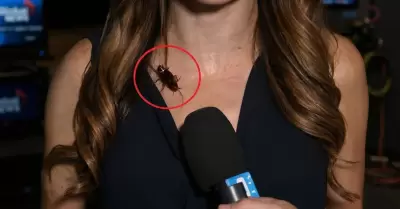 El insecto no pas� desapercibido.