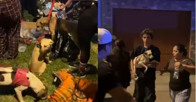 Vecinos rescatan a m�s de 30 perros desnutridos