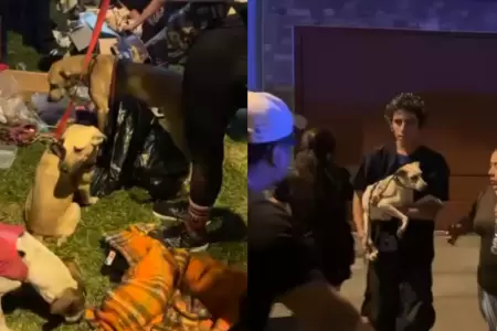 Vecinos rescatan a m�s de 30 perros desnutridos