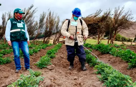 Piura apuesta por producci�n de fertilizantes con gas natural.