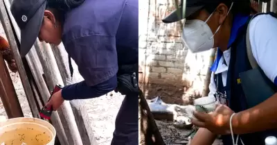 Lambayaque: Se incrementan casos de dengue en distritos del interior de la regi�