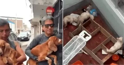 Rescatan a perritos que estaban desnutridos y abandonados en Trujillo
