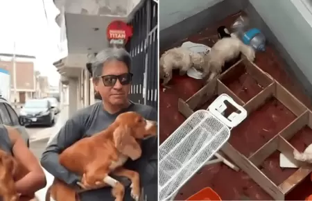 Rescatan a perritos que estaban desnutridos y abandonados en Trujillo