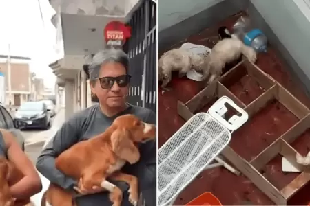 Rescatan a perritos que estaban desnutridos y abandonados en Trujillo