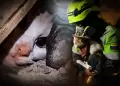 Gata sobrevive casi un mes bajo los escombros y conmueve a Venezuela con un rescate considerado milagroso