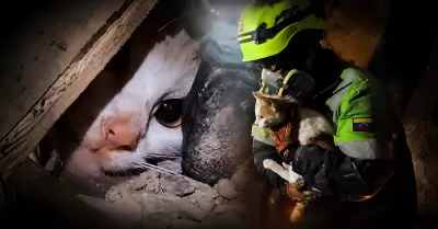 Rescatan con vida a una gata