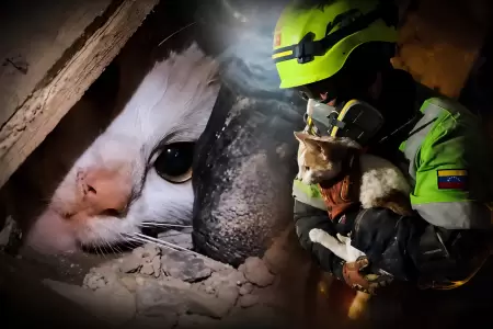 Rescatan con vida a una gata