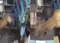 Caos en la India: Un leopardo ataca a un empleado tras ingresar a licorer�a donde trabajaba