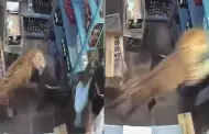 Caos en la India: Un leopardo ataca a un empleado tras ingresar a licorería donde trabajaba