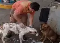�Ins�lito! Empleado de gasolinera fue despedido por ba�ar perros de la calle en su hora libre