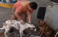 ¡Insólito! Empleado de gasolinera fue despedido por bañar perros de la calle en su hora libre