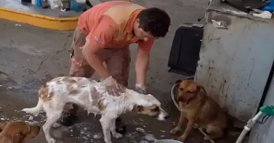Empleado despedido por ba�ar perros callejeros.