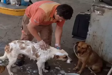 Empleado despedido por ba�ar perros callejeros.
