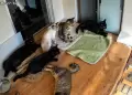 Terremoto de 7.1 en Jap�n: C�mara de seguridad registr� la reacci�n de un grupo de mascotas al fuerte movimiento