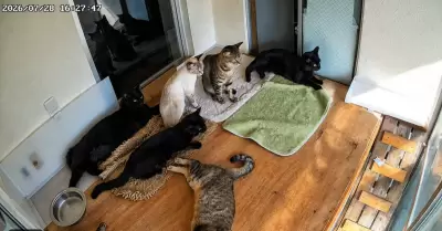Gatos reaccionan con temor durante el fuerte terremoto