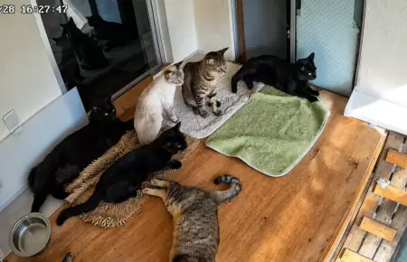Gatos reaccionan con temor durante el fuerte terremoto