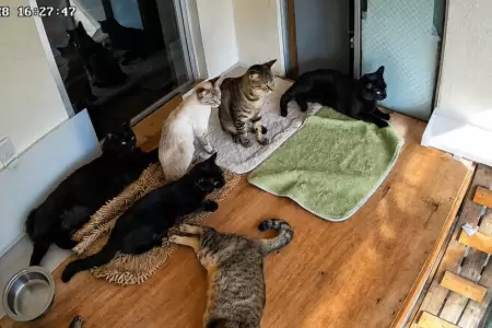 Gatos reaccionan con temor durante el fuerte terremoto