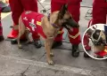 Kayra, la perrita rescatista de los Bomberos del Per� recibi� el aplauso en el Desfile C�vico Militar