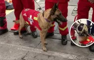 Kayra, la perrita rescatista de los Bomberos del Perú recibió el aplauso en el Desfile Cívico Militar
