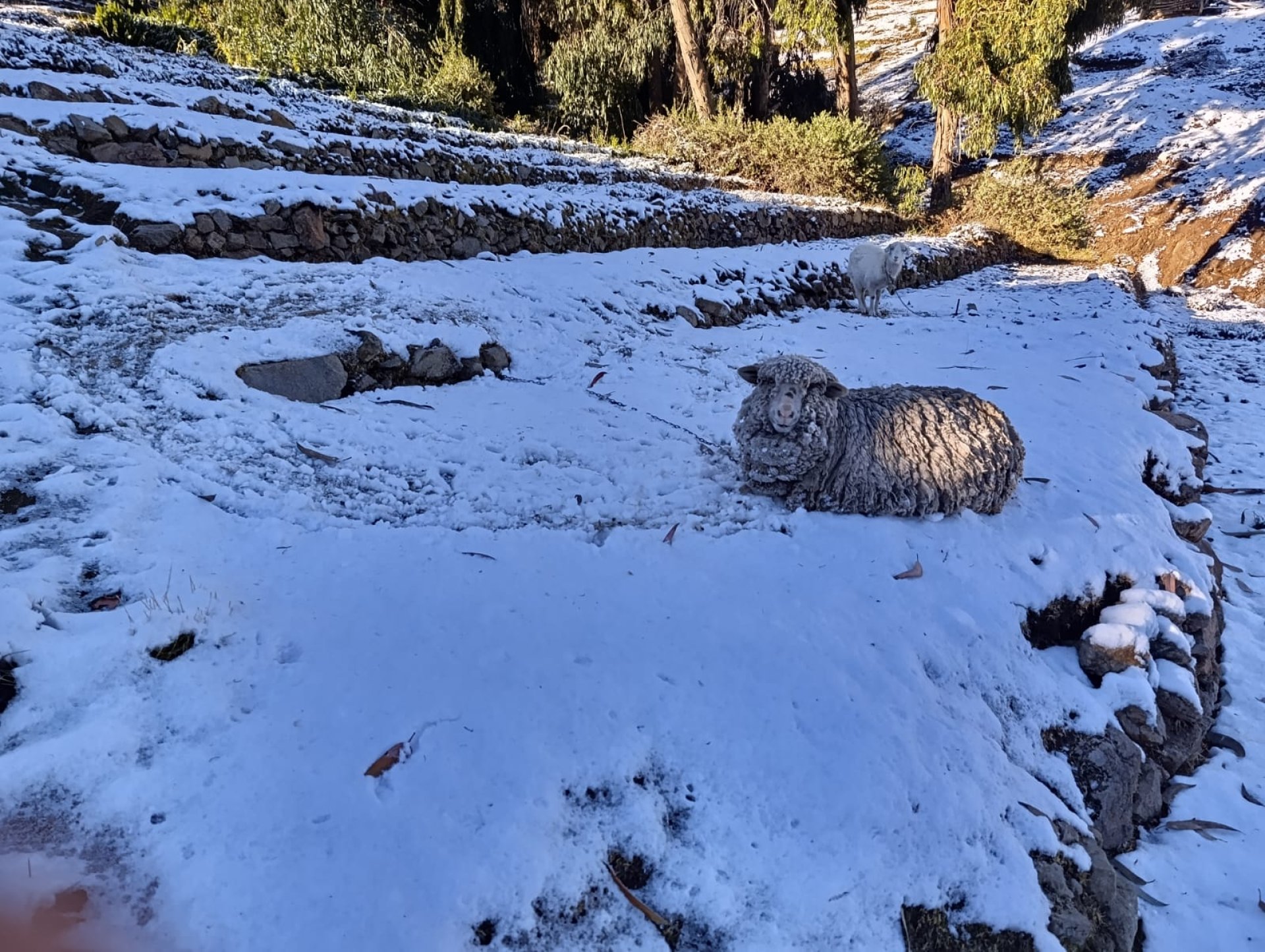 Los animales sufren ante la nevada en Vilavilani.
