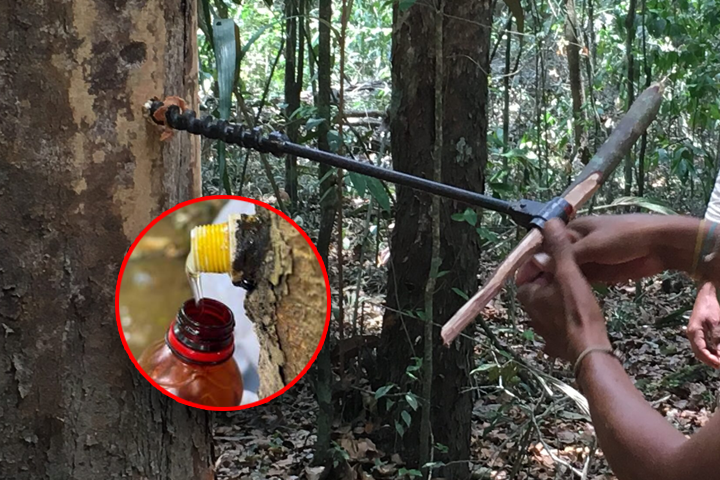 Comunidad advert�a amenazas de presuntos extractores ilegales de aceite de copaiba.