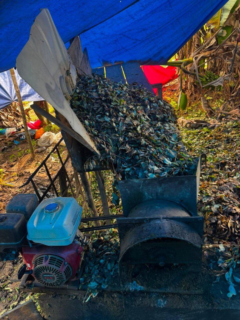 Se destruyeron 12 toneladas de hoja de coca.
