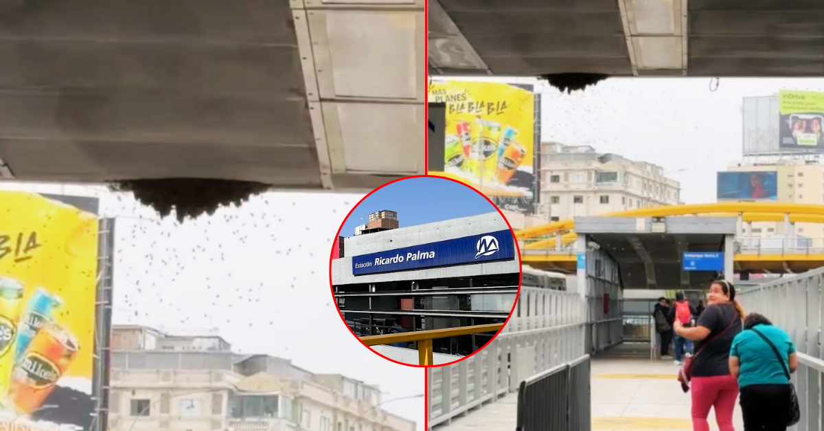 Enjambre de abejas en la estación Ricardo Palma del Metropolitano