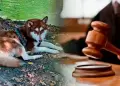 Perrito recibir� PENSI�N ALIMENTICIA tras el divorcio de sus due�os: este es el monto