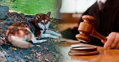 Lucas, el perro que recibe pensi�n alimenticia.