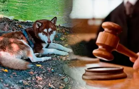 Lucas, el perro que recibe pensi�n alimenticia.