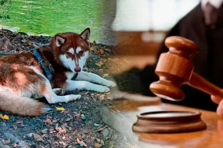Lucas, el perro que recibe pensi�n alimenticia.