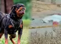 Tragedia en Saband�a: Adulta mayor muere tras brutal ataque de perros rottweiler sin supervisi�n