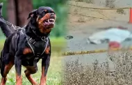 Tragedia en Sabandía: Adulta mayor muere tras brutal ataque de perros rottweiler sin supervisión