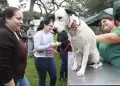 Campa�a veterinaria GRATUITA este s�bado 8 de agosto: conoce donde ser� y qu� servicios habr�n