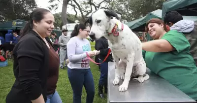 Campa�a veterinaria este s�bado 8 de agosto