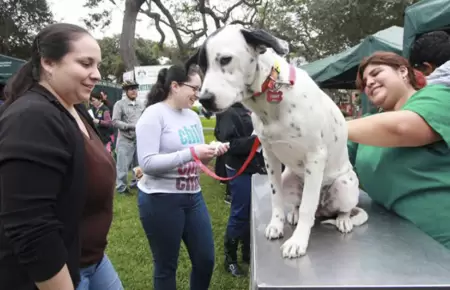 Campa�a veterinaria este s�bado 8 de agosto