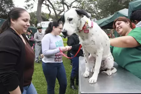 Campa�a veterinaria este s�bado 8 de agosto