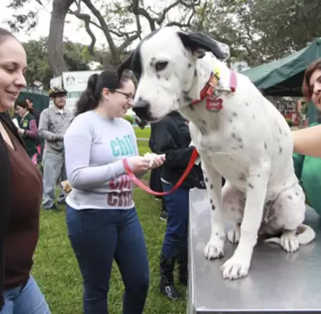 Campa�a veterinaria este s�bado 8 de agosto