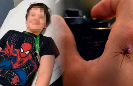 Ni�o se dej� picar por ara�a.