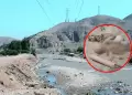Macabro hallazgo en Puente Piedra: encuentran parte de esqueleto en ribera del r�o Chill�n