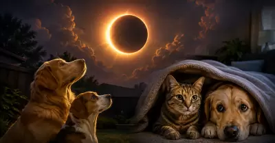 C�mo reaccionar�n perros y gatos al eclipse solar